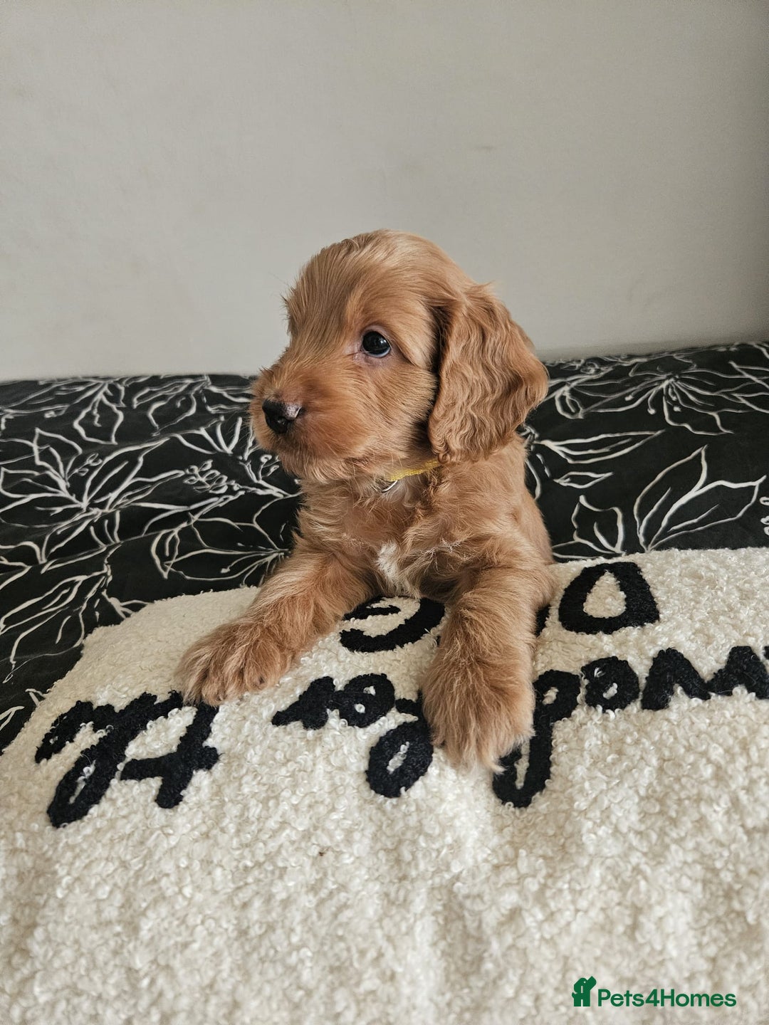 Cockapoo dogs for sale: Gorgeous cockapoo puppies, 2 boys and 2 girls - Advert 23