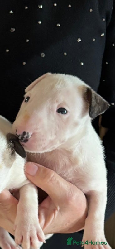 Bull Terrier dogs 🇬🇧🇬🇧BULLYVIEW BULL TERRIERS🇬🇧🇬🇧 - Advert 1