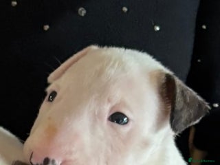 Bull Terrier dogs 🇬🇧🇬🇧BULLYVIEW BULL TERRIERS🇬🇧🇬🇧 - Advert 6