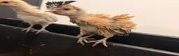 Chickens poultry for sale: Polish chicks  - Advert 7