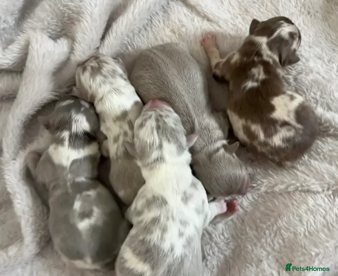 Chihuahua dogs for stud: Kc Long Coat Lilac Tri Chihuahua Well Proven Stud in Washington - Advert 12