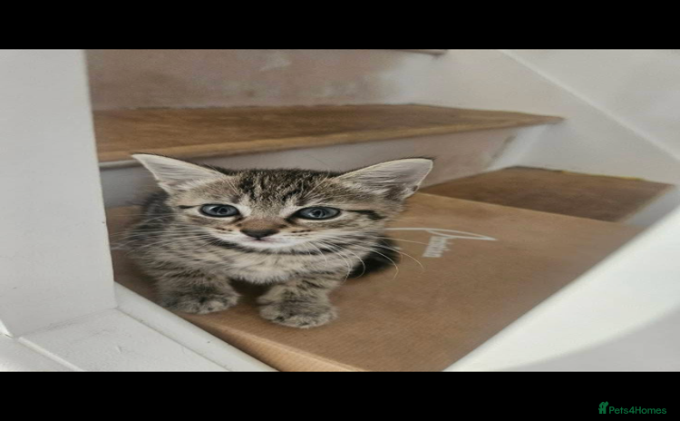 Mixed Breed cats - Advert 1