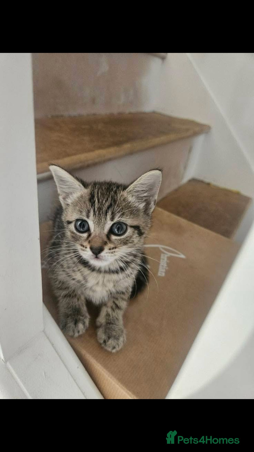 Mixed Breed cats for sale: Two mixed breed kittens  - Image 1
