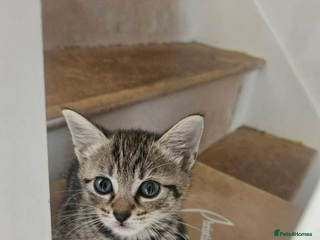 Mixed Breed cats - Advert 16