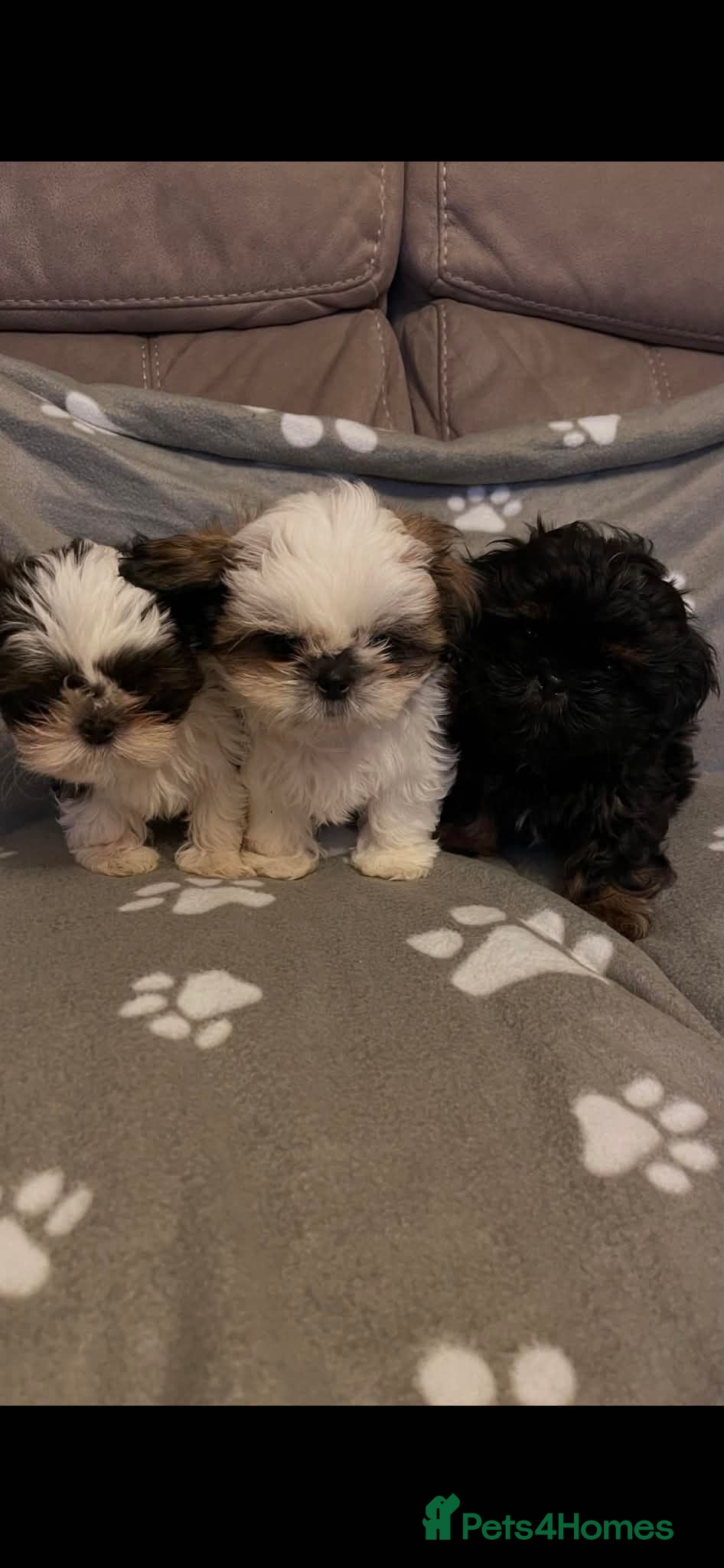 Shih Tzu dogs Imperial dobie shih tzu all boys left - Advert 1