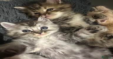 Mixed Breed cats - Advert 11