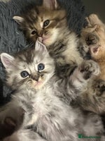 Mixed Breed cats - Advert 4