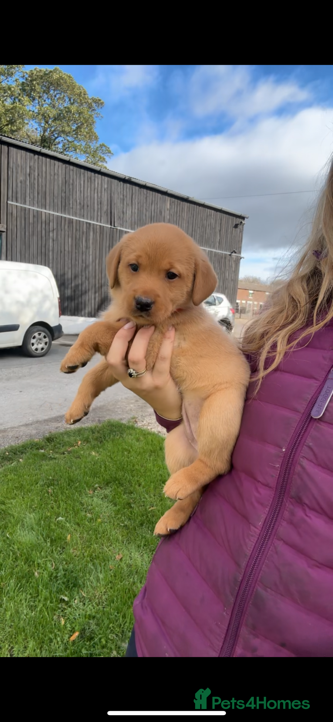 Labrador Retriever dogs for sale: Fox Red Labrador Puppies For Sale - Image 6