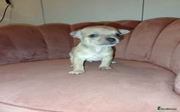 Chihuahua dogs for sale: Chihuahua boy 💙 - Advert 2