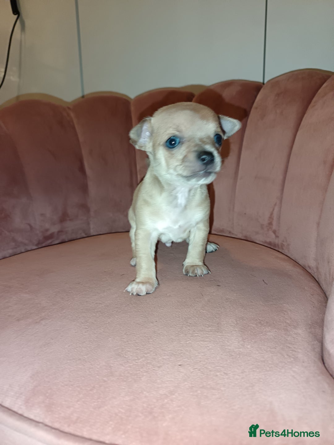 Chihuahua dogs for sale: Chihuahua boy 💙 - Advert 2