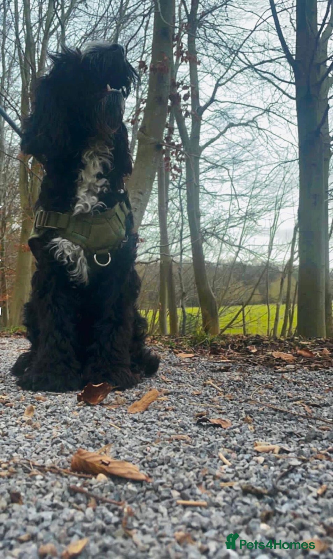 Cockapoo dogs for sale: Teddy 🐾  - Image 4