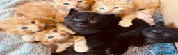 Turkish Angora cats for sale: 6 x Turkish Angora kittens - longhaired stunners - Advert 1