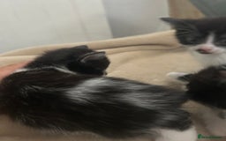 Mixed Breed cats for sale: Beautiful marking very fluffy  - Image 32