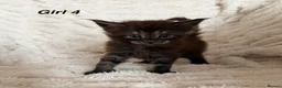 Maine Coon cats for sale: Maine coon kittens ready to reserve  - Advert 5