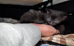 Mixed Breed cats for sale: All black and black/white kittens for sale - Image 7
