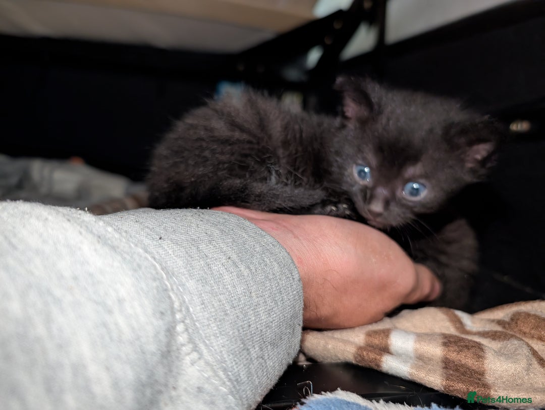 Mixed Breed cats for sale: All black and black/white kittens for sale - Image 7