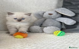 Ragdoll cats for sale: Stunning Bluepoint Ragdoll Kittens for sale - Image 2