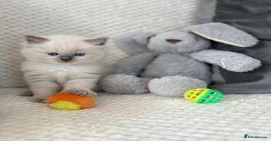 Ragdoll cats - Advert 9