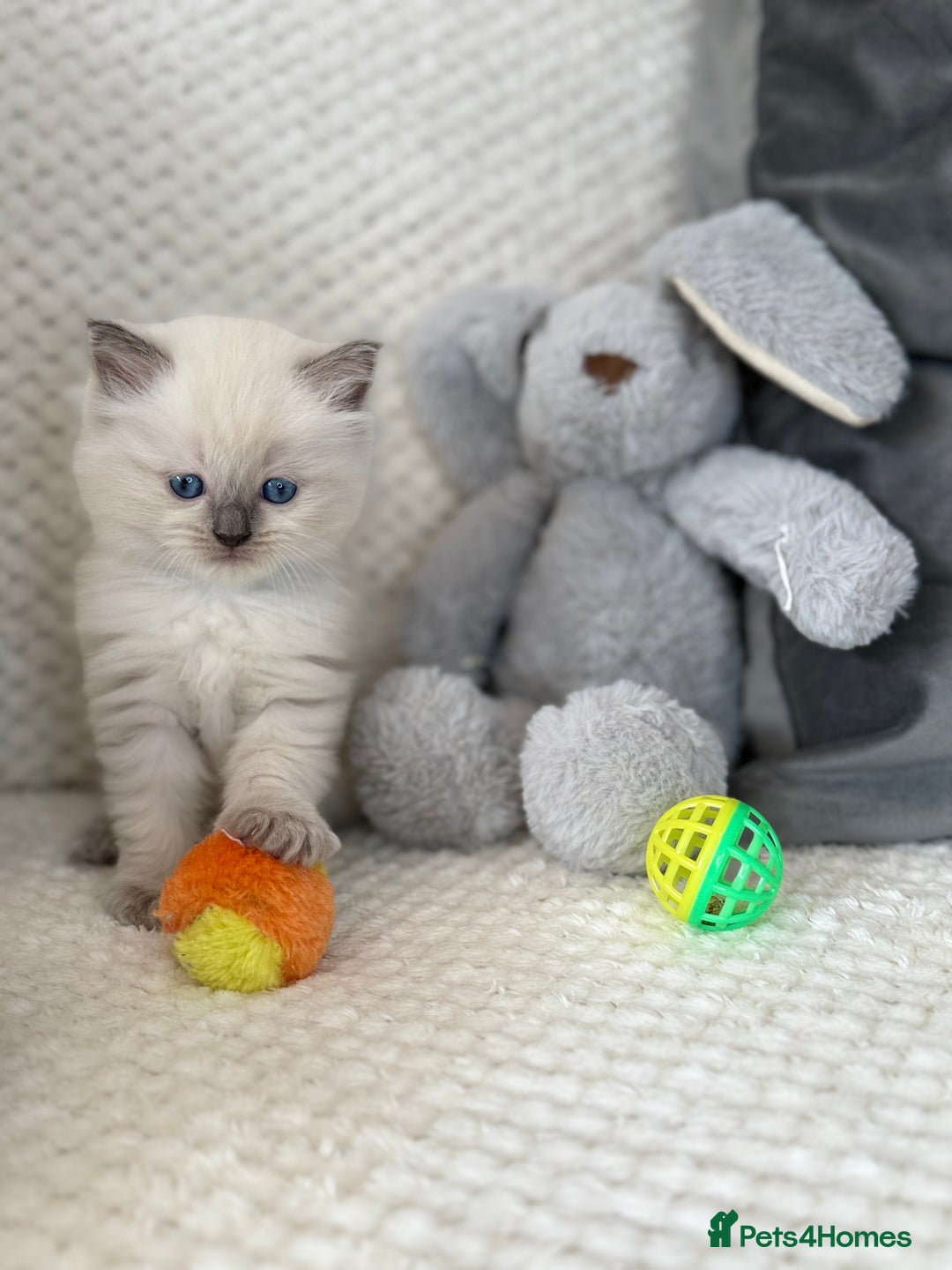 Ragdoll cats for sale: Stunning Bluepoint Ragdoll Kittens for sale - Image 2