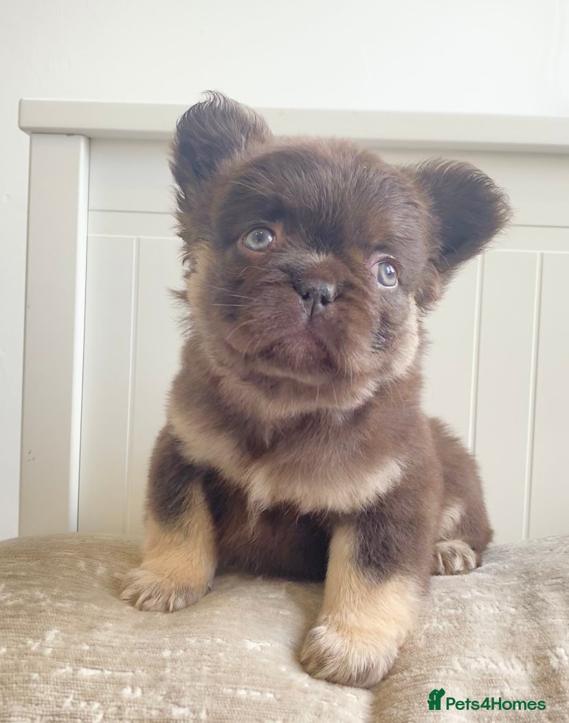 French Bulldog dogs 🧸TEDDY BEAR FLUFFY & FLUF CARRIER FRENCHIE PUPS🧸 - Advert 14