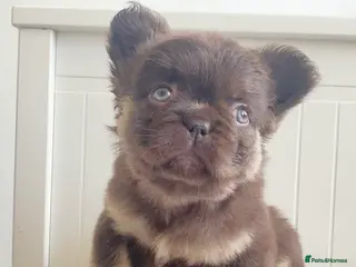 French Bulldog dogs 🧸TEDDY BEAR FLUFFY & FLUF CARRIER FRENCHIE PUPS🧸 - Advert 14