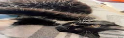 Mixed Breed cats for sale: Beautiful black and white cat Prin for rehoming in Bury Saint Edmunds - Advert 6