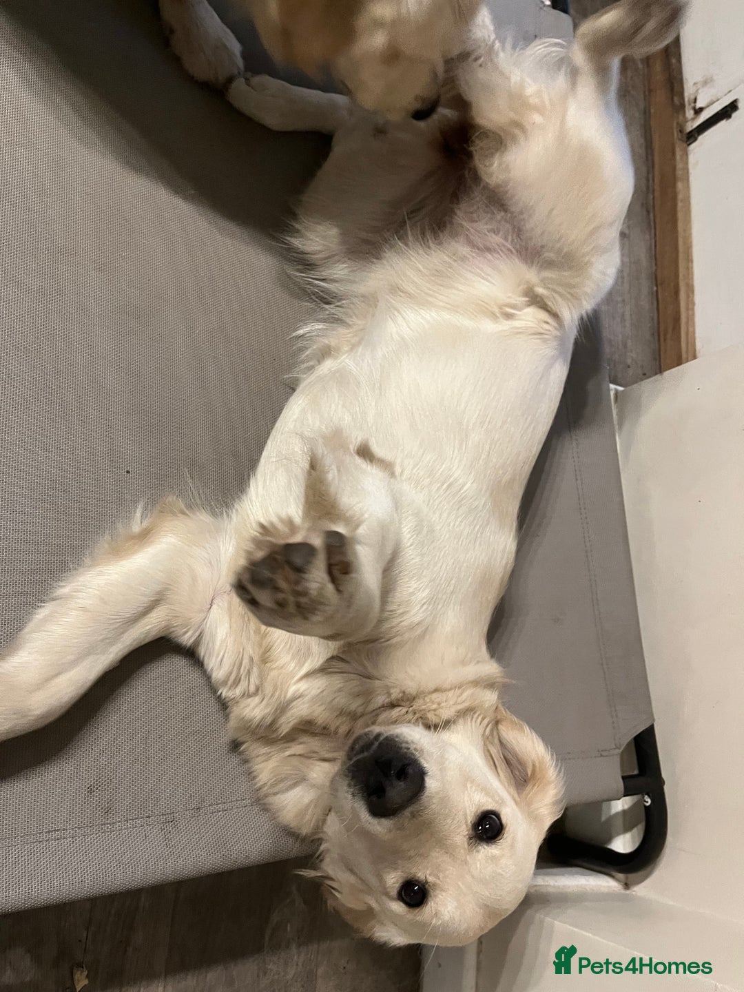 Golden Retriever dogs for sale: Daisy – Affectionate Golden Retriever puppy girl - Advert 3