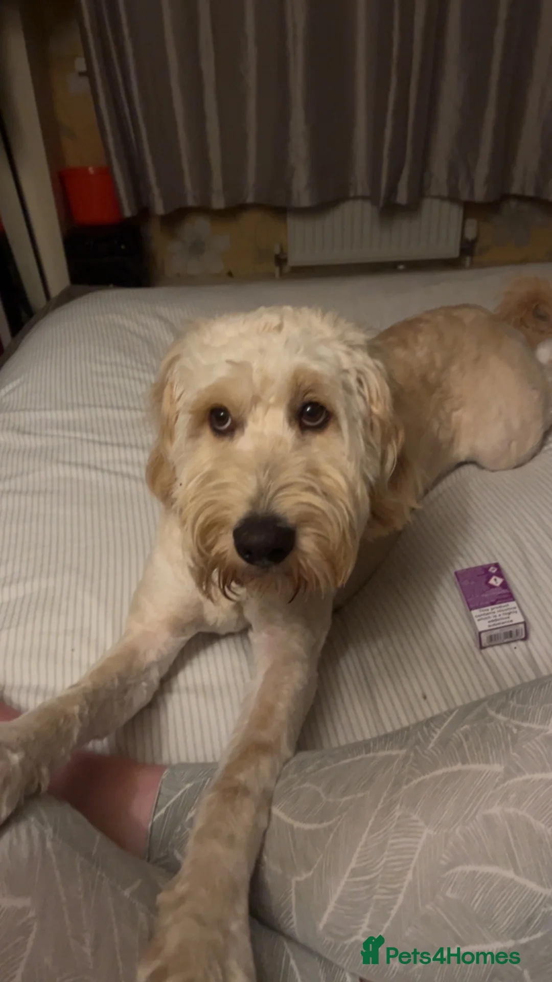 Cockapoo dogs for stud: Stud only!!!  - Advert 3