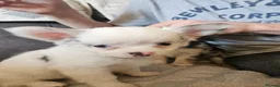 Chihuahua dogs for sale: 5 beautiful chihuahuas in Maidstone - Advert 5