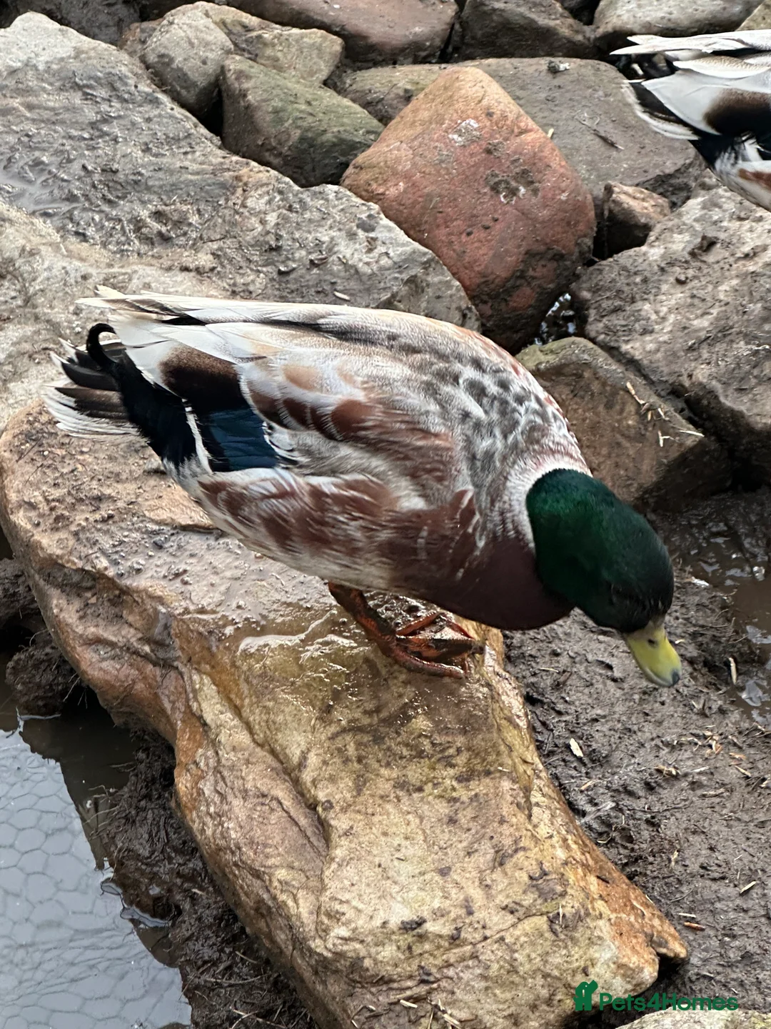 Ducks poultry for sale: Boy Call Ducks  in Keith - Advert 1