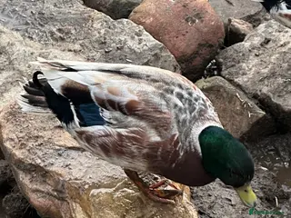 Ducks poultry Boy Call Ducks in Keith - Advert 2