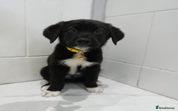 Mixed Breed dogs for sale: 2 months old - Alaskan malamute x Springardor - Image 9
