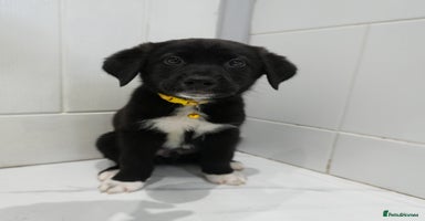 Mixed Breed dogs - Advert 15