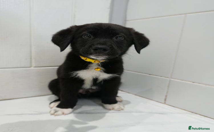 Mixed Breed dogs - Advert 18