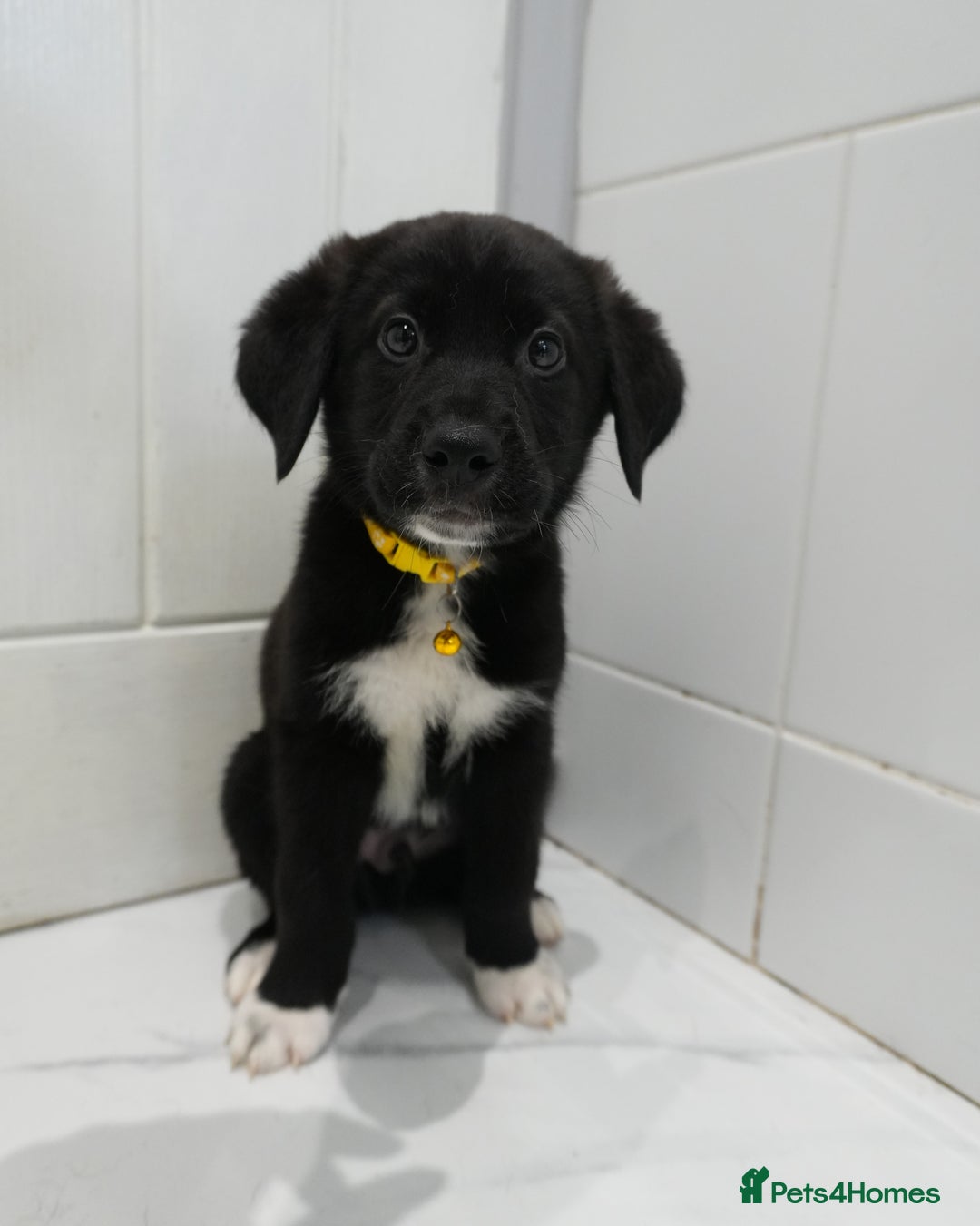 Mixed Breed dogs for sale: 2 months old - Alaskan malamute x Springardor - Image 9