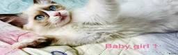 Ragdoll cats for sale: Socialised Baby Ragdoll Kittens ready now  - Advert 17