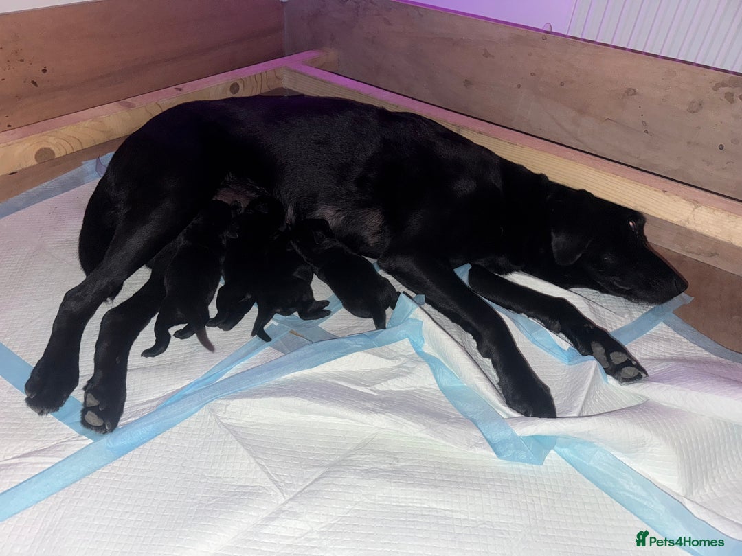 Labrador Retriever dogs for sale: Pedigree Labradors - Perfect for gun dog  - Image 13