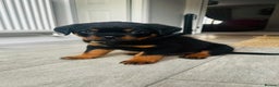 Rottweiler dogs for sale: Fully KC Registered Rottweiler Puppies for Sale 🐾 - Advert 12