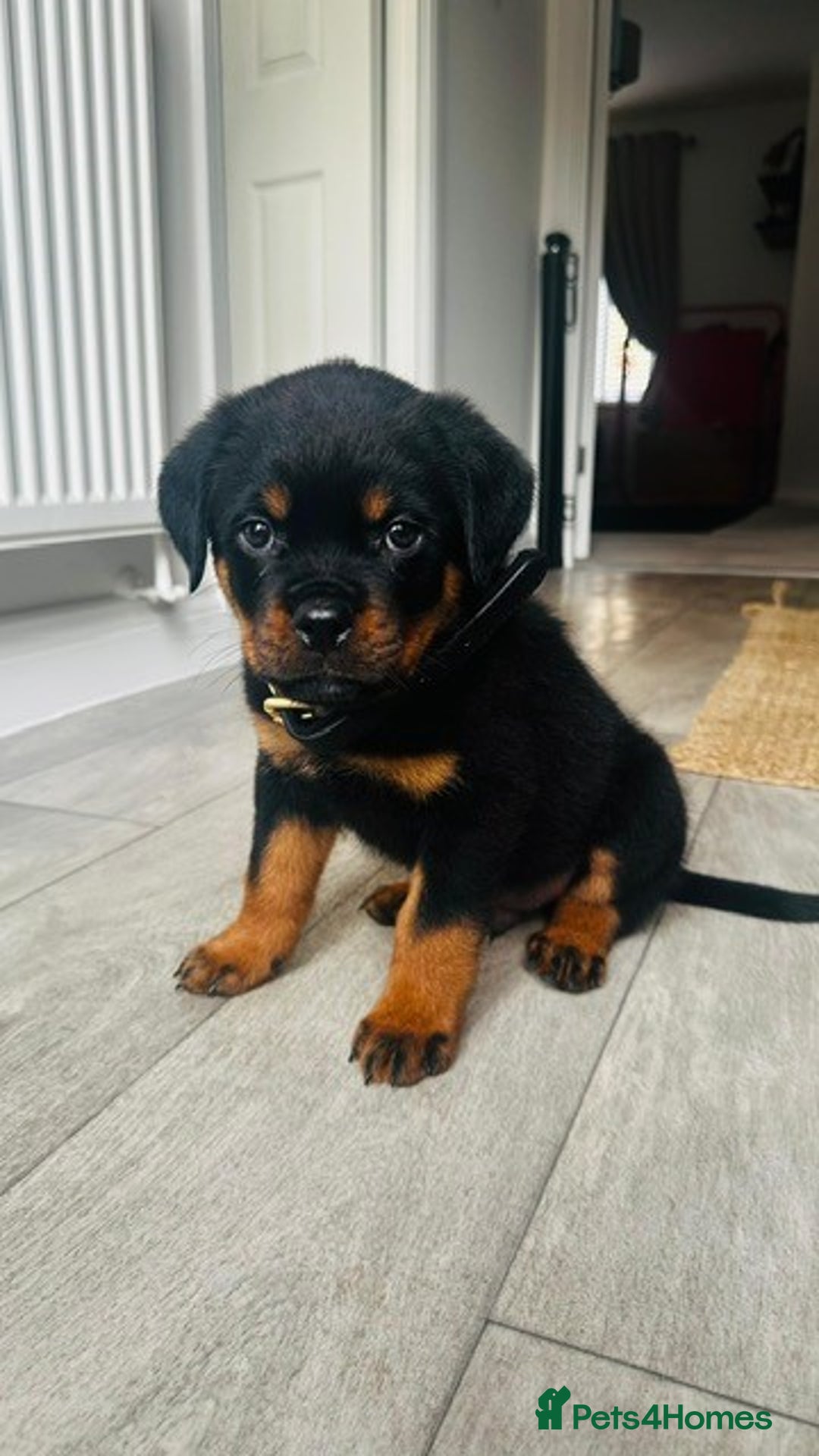 Rottweiler dogs for sale: Fully KC Registered Rottweiler Puppies for Sale 🐾 - Advert 12