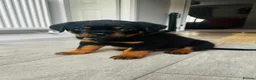 Rottweiler dogs for sale: KC Rottweiler Pups! READY NOW! ONLY 2 BOYS LEFT!  - Advert 12