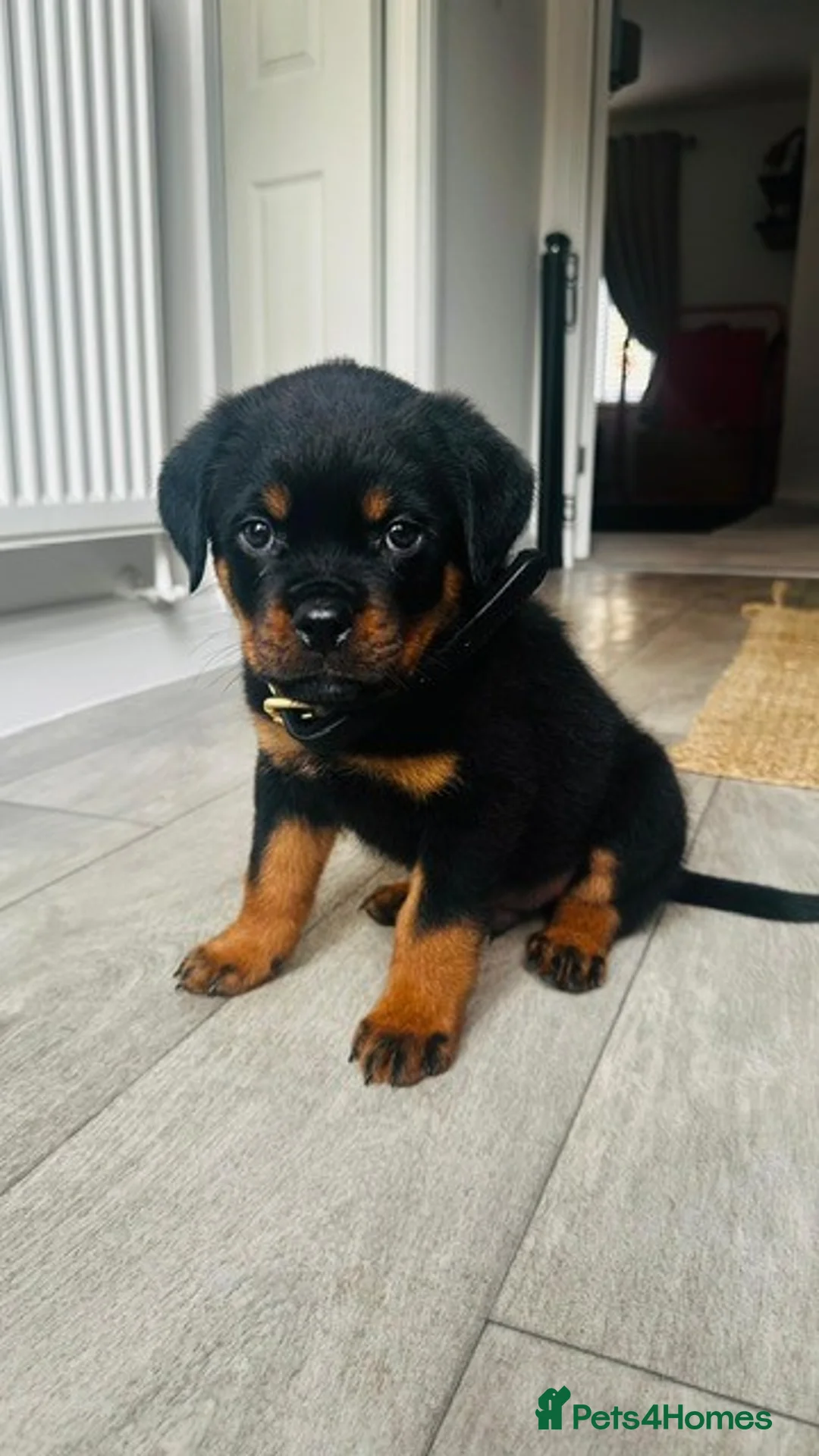Rottweiler dogs for sale: KC Rottweiler Pups! READY NOW! ONLY 2 BOYS LEFT!  - Advert 12