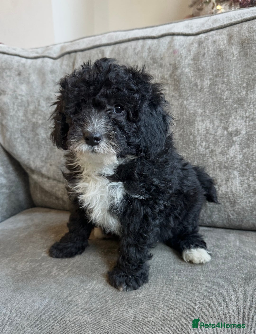 Cavapoo dogs for sale: Beautiful Cavapoos’s  - Advert 15