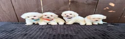 Miniature Poodle dogs for sale: Miniature poodles 2 boys 2 girls  - Advert 15