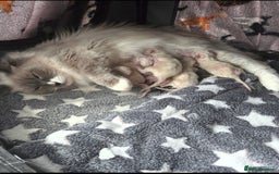 Ragdoll cats for sale: Ragdoll Kittens From Health Tested Parents. - Image 6
