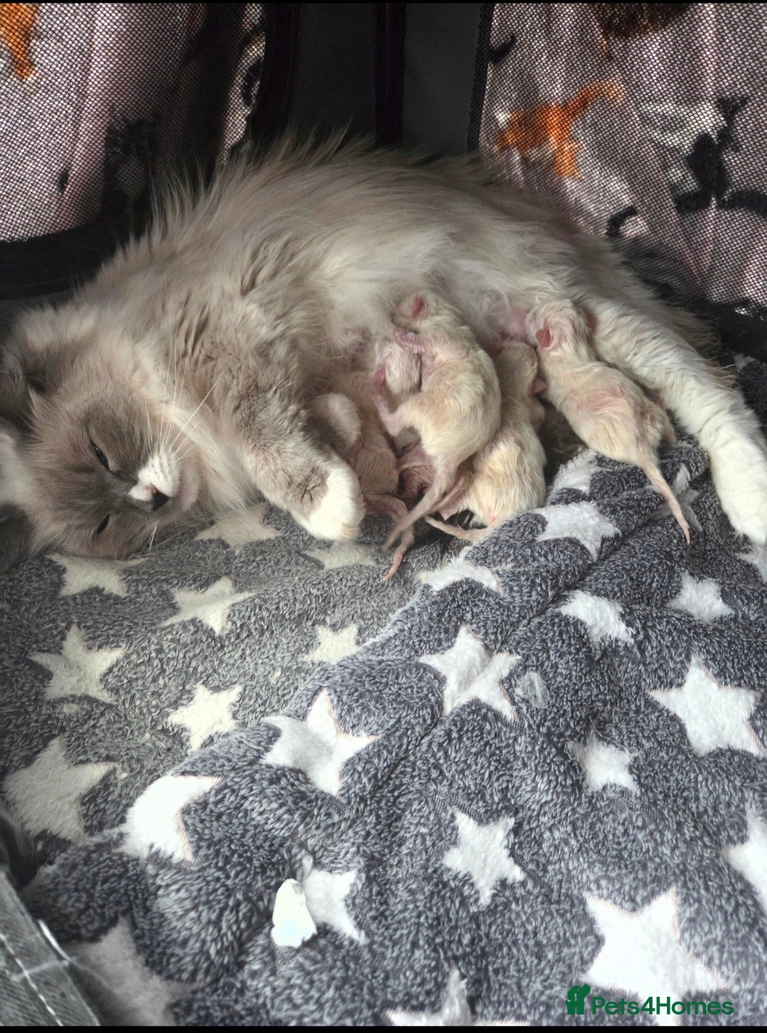 Ragdoll cats for sale: Ragdoll Kittens From Health Tested Parents. - Image 6