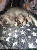 Ragdoll cats - Advert 3