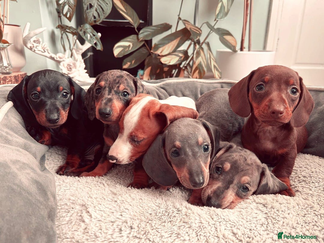 Dachshund dogs for sale: Lovely purebred Dachshund❤️💚🩵 - Image 8