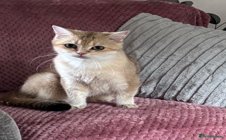British Shorthair cats - Advert 1