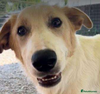 Mixed Breed dogs 💙 Asher is Looking for love 🩵 🐾 - Advert 15