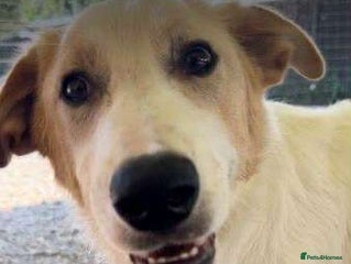 Mixed Breed dogs - Advert 1